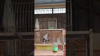 Самка щегла