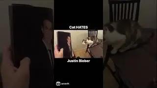 Cat HATES Justin Bieber