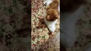 Как заставить ее поиграть со мной?🐈