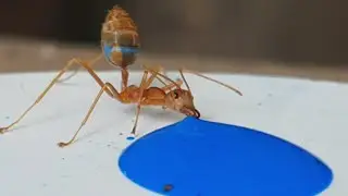 Ant Drinking Liquid Candy Like Discovery Channel (Time Lapse) - Beyond Eyes