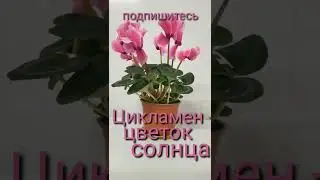☝️А ты знал,что цикламен,🌺 растёт 10 - 15 лет и ежегодно может давать до 70 цветков!!☕🤗