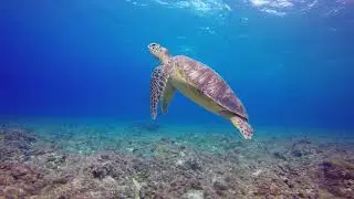 Морская черепаха плывет