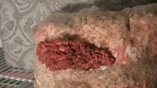 Pink Oyster Time Lapse Video Dec 2020