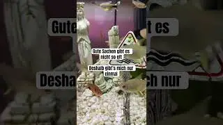 Gute Sachen gibt es nicht so oft