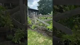 My garden first before all things 😅😊 #growyourownfood  #organicgardening