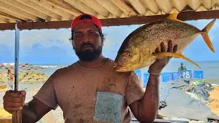 Amazing  Big Trevally Fish Cutting Skill By Expert Fish Cutter|Yellowfin Trevally Fish Cutting Skill