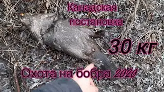 Beaver Hunting 2020: Canadian KP-320 Trap Setup