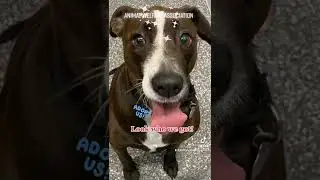 Dogs ready for Adoption at AWA! | Animal Welfare Association | Animal Shelter in New Jersey