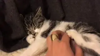 How to Socialize Hissy Feral Kittens
