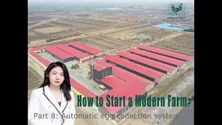 How to start an 800,000 Layers Farm with automatic layer equipment 8