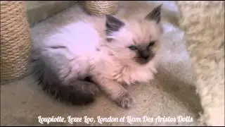 Loupiotte Lexee Loo London et Liam Des Aristos Dolls