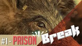 La grande évasion : Les sangliers s’organisent ! - Clin d'Oeil #1