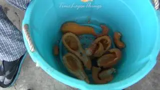 Gutting Squash Seeds TIME LAPSE