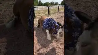 Nugget scratching his tummy