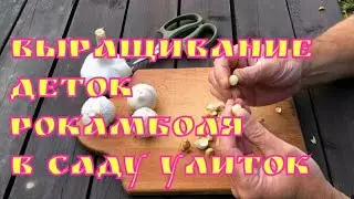 Выращивание деток рокамболя в саду улиток