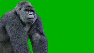 GORILLA green screen animated