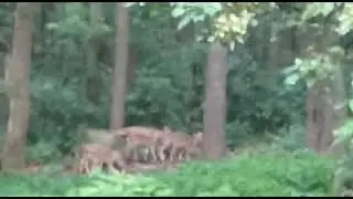 #dear #uttarakhand nature #heeranews #automobile