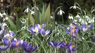 Snowdrops & Crocuses - Spring Flowers - 129