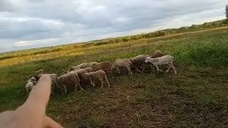 Отбивка ягнят, обработка от паразитов. 22.07.2024г.