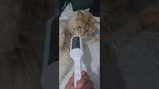 То что я должна сделать перед сном