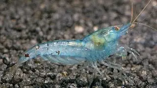 #АКВАРИУМНЫЕ #КРЕВЕТКИ - ГОЛУБАЯ ЖЕМЧУЖИНА (Blue Pearl Shrimp)