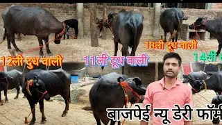 Buffalo For Sale 👍12 to 20 litre milk producing bullfor just Rs 70000🏆 #dairyfarm Murrah buffalo 