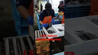 Magang Jepang Bidang pengolahan Ikan.