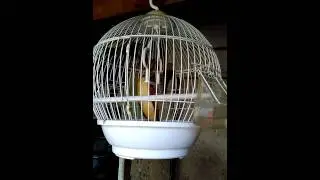 Burung kaca mata