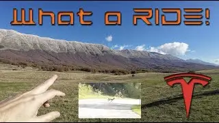 Wolf, Mountain, Foliage, ride with my Tesla Model Y Performance!
