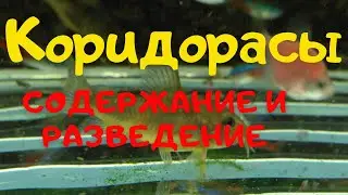 СОМИКИ - КОРИДОРАСЫ - содержание и разведение.