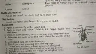 aphid (plant lice) classification, habitat and comments zoology practical bsc best handwritten