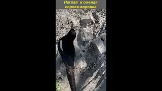 Наглая ,смелая, но веселая сорока, г.Будапешт, часть-3