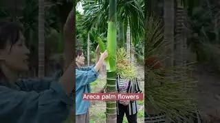 Areca Palm  Do You Know This Plant? 