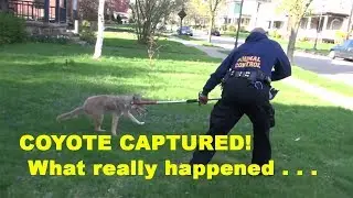 Coyote Encounter - What Really Happened