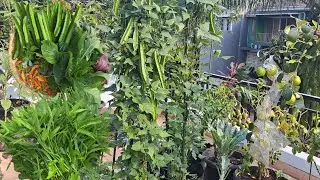 Pick what's in the garden, free vegetable harvest, home garden