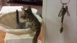 Felpa 10 - Cat plays with a bunch of keys and falls down EPIC FAIL