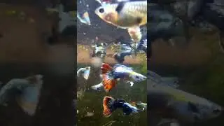 гуппи дамбо мозайка хвост 
