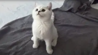 New Kitten Playing - Black Tipped British Shorthair
