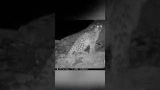 Snow Leopard/Ирбис #ирбис #снежныйбарс #фотоловушка #алтай #охота #дикаяприрода #природа_россии