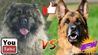 Кавказская овчарка против немецкой овчарки-КТО ПОБЕДИТ!//Батл собак//(A.B.B)