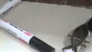 Гигантский водяной клоп)