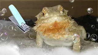 Bearded Dragon Hygene! Bath And Nail Trim
