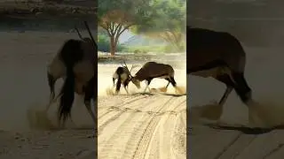 FIGHT till the END - in der Natur gewinnt immer nur der Stärkere