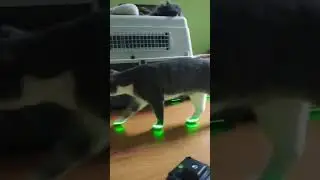 Лазерные лапы кота