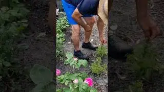 зола от тли? #shorts #лайфхак