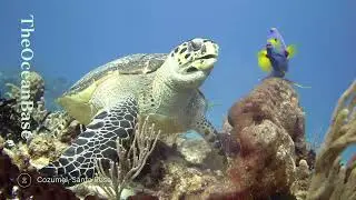 Best diving locations in Cozumel - Santa Rosa