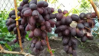 Журавленок  , он же Красава - товарность на Высоте!!!