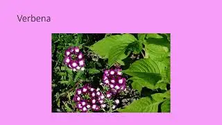 OUTDOOOR GARDENING PROJECTS