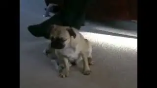 Мопс засыпает очень смешно!