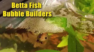 Betta Fish Bubble Nests: Nature’s Tiny Architects!